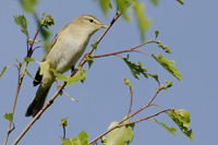 Phylloscopus trochilus